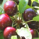 10 Seeds Hertford Cherry Seeds For Garden Planting Easy to Grow