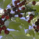 10 Seeds Black Oliver Cherry Seeds For Garden Planting Easy to Grow