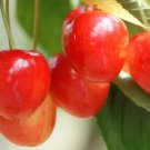 10 Seeds Bigarreau Cherry Seeds For Garden Planting Easy to Grow