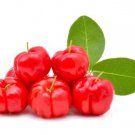 10 Seeds Acerola Barbados Cherry Seeds For Garden Planting Easy to Grow