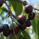 10 Seeds Sam Cherry Seeds For Garden Planting Easy to Grow