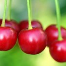 10 Seeds Early Burlat Cherry Seeds For Garden Planting Easy to Grow