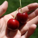 10 Seeds Stella Cherry Seeds For Garden Planting Easy to Grow