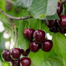 10 Seeds Regina Cherry Seeds For Garden Planting Easy to Grow