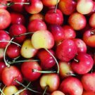 10 Seeds Early Robin Cherry Seeds For Garden Planting Easy to Grow