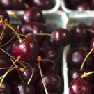 10 Seeds Van Cherry Seeds For Garden Planting Easy to Grow