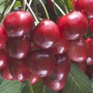 10 Seeds Santina Cherry Seeds For Garden Planting Easy to Grow