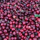 10 Seeds Tulare Cherry Seeds For Garden Planting Easy to Grow