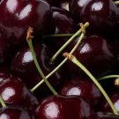 10 Seeds Kordia Cherry Seeds For Garden Planting Easy to Grow