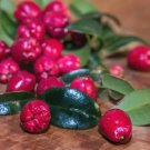 10 Seeds Magenta Cherry Seeds For Garden Planting Easy to Grow