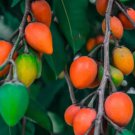 10 Seeds Spanish Cherry Seeds For Garden Planting Easy to Grow