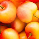 10 Seeds Rainier Cherry Seeds For Garden Planting Easy to Grow