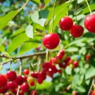10 Seeds Early Richmond Cherry Seeds For Garden Easy to Grow
