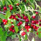 10 Seeds Nanking Cherry Seeds For Garden Planting Easy to Grow