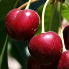 10 Seeds Bing Cherry Seeds For Garden Planting Easy to Grow