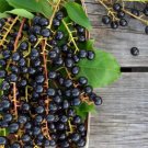 10 Seeds Black Cherry Seeds For Garden Planting Easy to Grow
