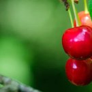 10 Seeds North Star Cherry Seeds For Garden Easy to Grow