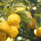 5 Seeds Yuzu Lemon Seeds For Garden Planting Easy to Grow