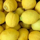 5 Seeds Verna Lemon Seeds For Garden Planting Easy to Grow