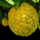5 Seeds Rough Citr Jambhirlemon Seeds Garden Planting Easy to Grow