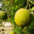 5 Seeds Ponderosa Lemon Seeds For Garden Planting Easy to Grow