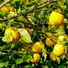 5 Seeds Lisbon Lemon Seeds For Garden Planting Easy to Grow