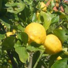 5 Seeds Limone Costa Damalflemon Seeds For Garden Planting Easy to Grow