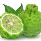 5 Seeds Kaffir Lime Makrut Lemon Seeds For Garden Planting Easy to Grow