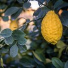 5 Seeds Greek Citron Lemon Seeds For Garden Planting Easy to Grow