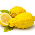 5 Seeds Dorshapo Lemon Seeds For Garden Planting Easy to Grow