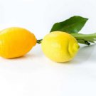 5 Seeds Citron De Menton Lemon Seeds For Garden Planting Easy to Grow