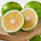 5 Seeds Sweeties Grapefruit Seeds For Garden Planting Easy to Grow