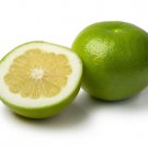 5 Seeds Oro Blanco Grapefruit Seeds For Garden Planting Easy to Grow