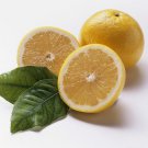 5 Seeds White Grapefruit Seeds For Garden Planting Easy to Grow