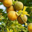 5 Seeds Trifoliate Orange Seeds For Garden Planting Easy to Grow