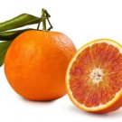 5 Seeds Tarocco Blood Orange Seeds For Garden Planting Easy to Grow