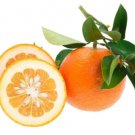 5 Seeds Daidabitter Orange Seeds For Garden Planting Easy to Grow