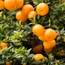 5 Seeds Chinotto Orange Seeds For Garden Planting Easy to Grow