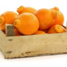 5 Seeds Tangelo Orange Seeds For Garden Planting Easy to Grow