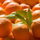 5 Seeds Seville Orange Seeds For Garden Planting Easy to Grow