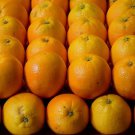 5 Seeds Valencia Orange Seeds For Garden Planting Easy to Grow