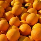 5 Seeds Navel Orange Seeds For Garden Planting Easy to Grow