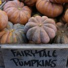 25 Seeds Fairytale Pumpkin Seeds For Garden Planting Easy to Grow
