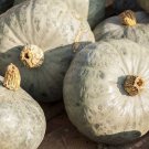 25 Seeds Blue Prince Pumpkin Seeds For Garden Planting Easy to Grow