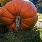 25 Seeds Big Moon Pumpkin Seeds For Garden Planting Easy to Grow