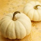 25 Seeds Baby Boo Pumpkin Seeds For Garden Planting Easy to Grow