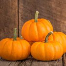 25 Seeds Baby Bear Pumpkin Seeds For Garden Planting Easy to Grow