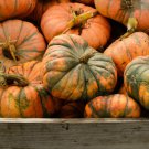 25 Seeds Speckled Hound Pumpkin Seeds For Garden Planting Easy to Grow