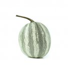 25 Seeds Silveredged Pumpkin Seeds For Garden Planting Easy to Grow