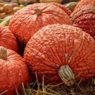 25 Seeds Red Warty Thing Pumpkin Seeds For Garden Planting Easy to Grow